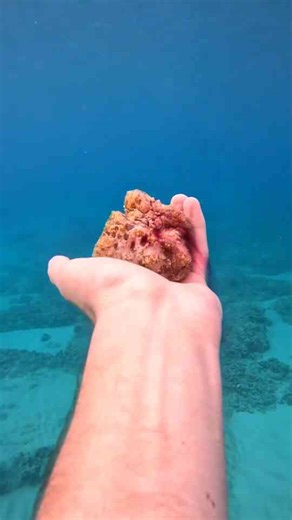 The Sea Hare Is So Cute