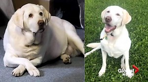 N.B. rescue dog thriving after dramatic weightless