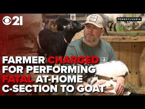 Owner of PA goat snuggling business charged with animal cruelty