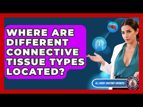 Where Are Different Connective Tissue Types Located? - All About Anatomy Answers