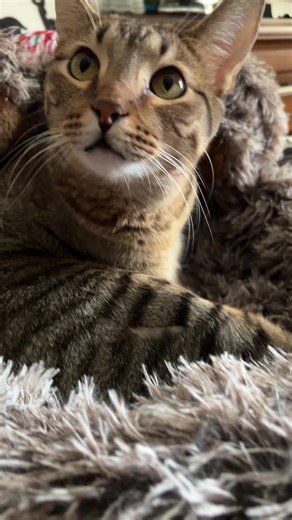 Mollymax70 (@mollymax70)’s videos with original sound - Leigh Welsh