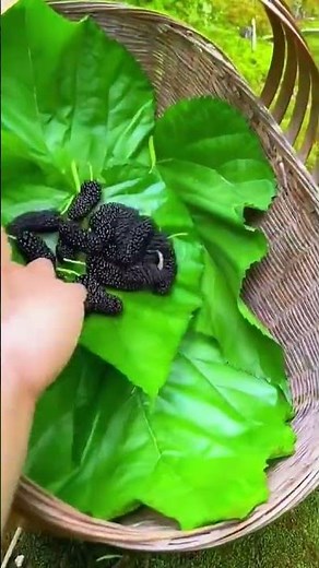 Black Mulberry Tree | Sweet & Juicy Organic Mulberries | Jillani Nursery Farm #viral #foryou #trend