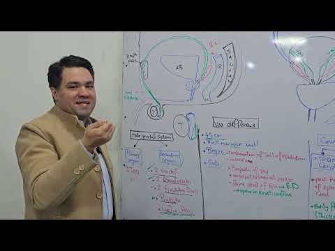 Anatomy 207 Lecture 7: Male Genital System