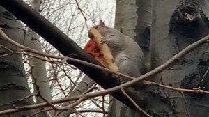 Squirrel caught on video enjoying slice of pizza in tree in Brooklyn