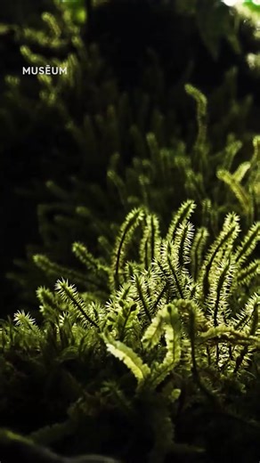 Connaissez-vous le terme “pétrichor” ? Il désigne l’odeur de nos sols après la pluie. 🌧️ Mais pourquoi le sol produit-il cette odeur si particulière ? 🌱🐞 Pour la journée mondiale des sols (oui oui c’est aujourd’hui), Marc-André Sélosse, professeur au Muséum, nous répond et dévoile les merveilles nichées au cœur de cet écosystème discret. Il nous explique aussi comment et pourquoi autant d’univers variés arrivent à cohabiter en harmonie ! 🤝💫 👉 Pour contribuer à la préservation des sols : ht