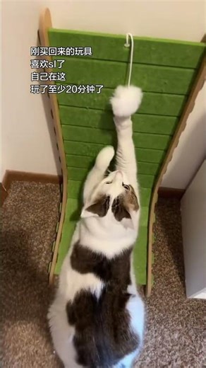 Enticing Cat Toy Unboxing: The Ultimate Playtime