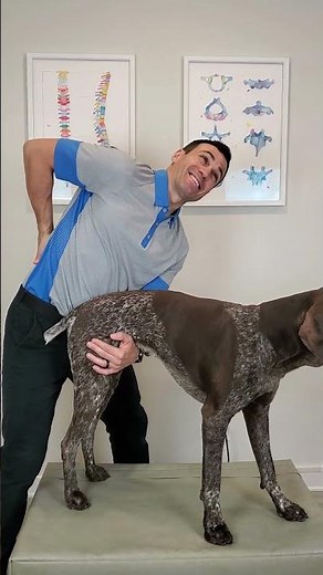 DIY Doggy Lift: Support Your Dog's Hind End with this Simple Household Hack! 🐾🏠