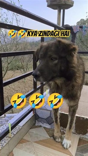 😂 Funniest Dog Moments Ever! | Cute & Funny Dog Comedy Shorts 🐶