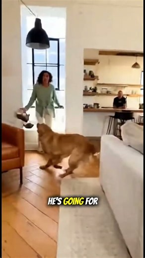 Dog Grabs Bird but It Escapes Mid-Air in Shocking Moment