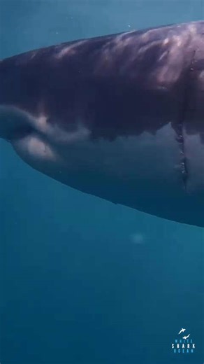 Great white shark has beautiful pigmentation on caudal fin