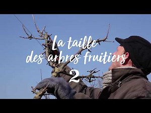 Permaculture et autonomie - Taille des arbres fruitiers (2/2)
