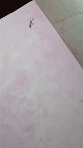 Angry Lizard 🦎 Sound