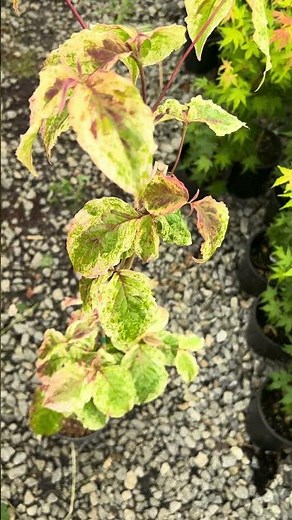 Cornus kousa 'Akatsuki' Variegated Chinese Flowering Dogwood
