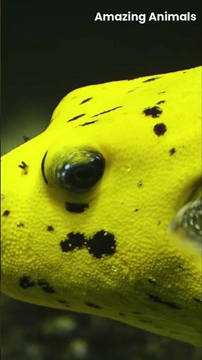 The yellow puffer fish