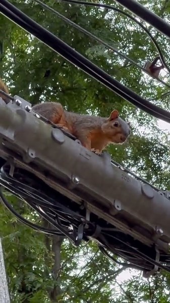 Squirrel Inspects the Powerlines Like He Owns the Grid