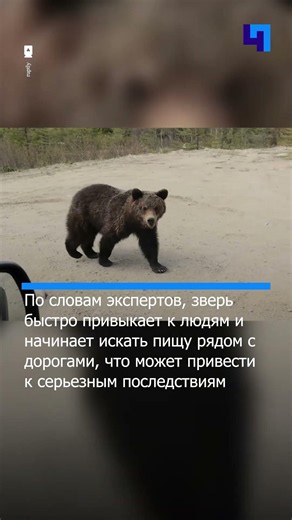 Bear cub panhandler sets up shop by a highway in the Magadan Region