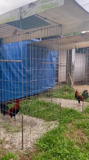 Flying Pen Workout For Gamefowl | Stag Pens and Breeding Tips