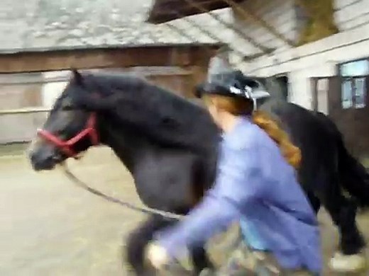 Ogier zimnokrwisty Bonzo - krycie klaczy