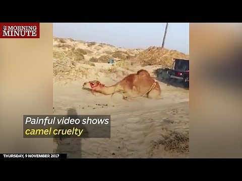 Painful video shows camel cruelty
