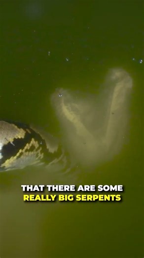 Giant Snake FOUND in Sewer