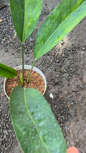 variegated silver arrow 6k #everyone #followers #plantsmakepeoplehappy #fbreels2025ツ | Jessica Sabijon Sardido