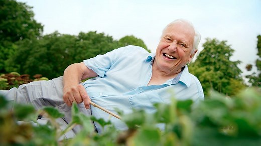 David Attenborough demonstrates the explosive seed dispersal of an ecballium seed pod