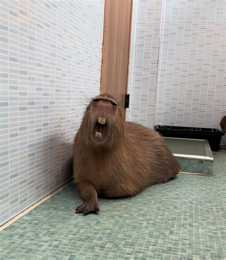 Hana woke up and chose… the biggest yawn 😴🥱#c#capybarac#capybaracafea#animalcafet#tokyo水豚