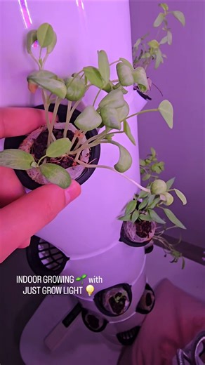 No Sunlight, Just Grow Lights 🌱 Hydroponic Plants Growing So Easy! #shorts #hydroponics #farming