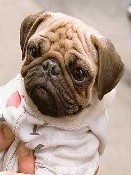 Er berührte das Ohr der Leiche – dann öffnete sich ihr Kopf… #film