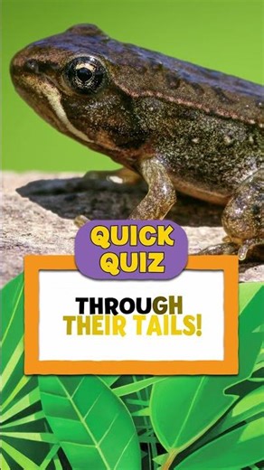 Quick Quiz! How do froglets get their nutrients? 🐸 | 5 Minute Stories | @natgeokids​