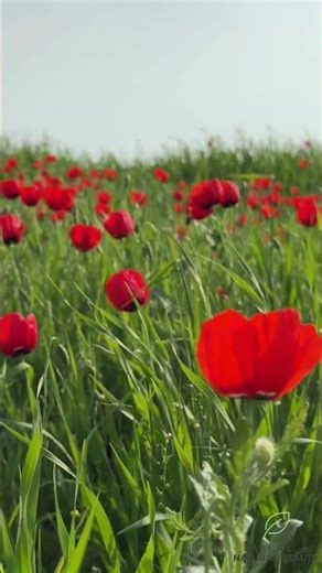 Endless Poppy Fields 🌺 | Spring Bloom Covers the Hills | Relaxing Nature View #poppyflower #nature