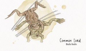 Amplexus