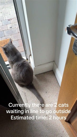 NOT SURE WHY THE CATS ARE QUEUING AT THE OPEN DOOR TO GO OUT?