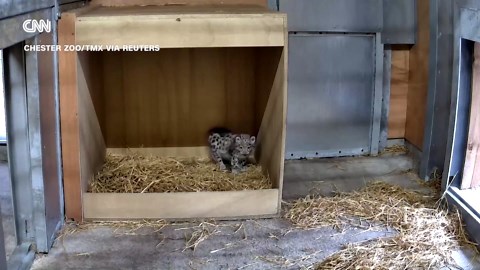 Rare snow leopard baby born at UK zoo