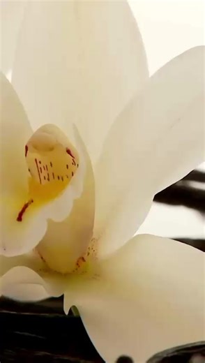 💪🌍 *¡Celebramos el Día Mundial de la Proteína con BENEFICIOS para ti!* Tu cuerpo pierde masa muscular cada año… Y muchas veces el cansancio, la flacidez y el metabolismo lento no son falta de ganas… Es falta de proteína. Hoy es el momento ideal para empezar a nutrirte mejor ✨ 🥤 Power Protein de Nature's Sunshine te ayuda a: ✔️ Mantener y proteger tu masa muscular ✔️ Mejorar recuperación ✔️ Controlar antojos ✔️ Apoyar tu metabolismo ✔️ Sentirte con más energía Precio:$92.00 🚚Hacemos envíos a 