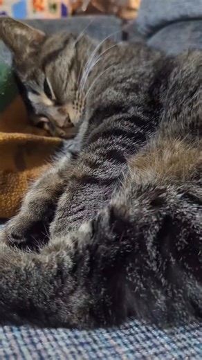 What to do when your cat throws up! #cats #petslover #fyp #foryoupage #fbreelsviral | Pepper Wolf