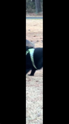 Best Friends: Celebrating Black Labs on TikTok