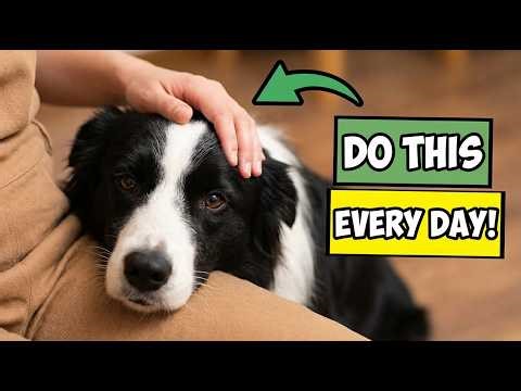 9 Things Your Dog Needs EVERY Day (But You Probably Forget!)