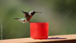 male ruby throated hummingbird hovers in flight then lands