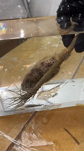 4.8K views · 43 reactions | CRAZY!! Shark Egg Arrived and it’s about to hatch Should we stream the live hatching? Can you identify the shark species based on the egg? | NYAquatic | Facebook