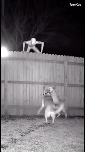 The dog intercepted it! #cctv #scary #unexplained #dogattack #dog #usa #fyp #viral #terrorcore