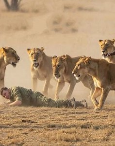 25 Moments Of Animals Suddenly Attacking Humans Caught On Camera 🐊vs🤴 | Animals Life