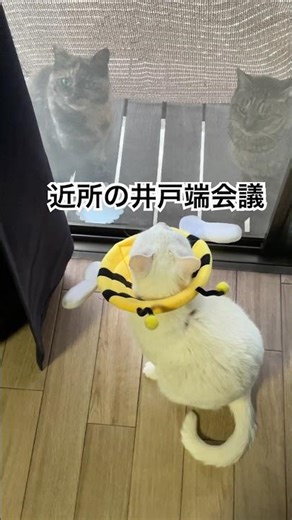 議題は？近所の猫３匹で井戸端会議