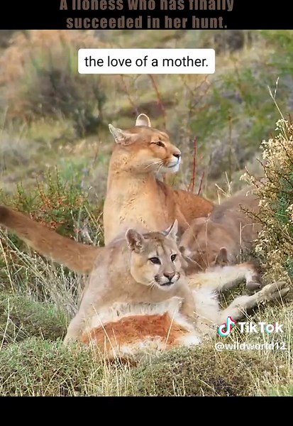 doing it for the young ones....#naturelovers #welovethewild #naturallawofselection #lifeinthewild #survivalforthefittest