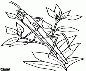 A stick insect or walking sticks coloring page printable game