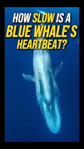 Inside the Blue Whale: The Slowest Heartbeat in the Animal Kingdom