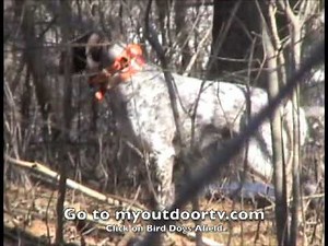 Bird Dogs Afield