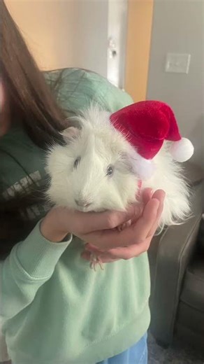 Guinea pig costumes!