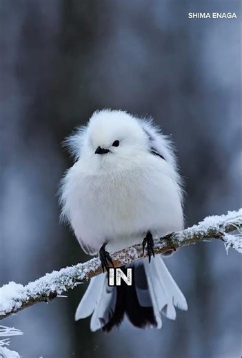 Shima Enaga: The Fluffiest Bird You’ve Ever Seen 😍🐦 #animal #cuteanimals #wildlife #shimaenaga #bird