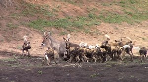 742K views · 5.8K reactions | The pack of wild dogs cruelly tore the giant waterbuck antelope  | Hội những bạn trẻ sắp thoát FA | Facebook